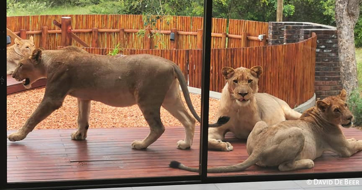 lions on the patio hoedspruit house