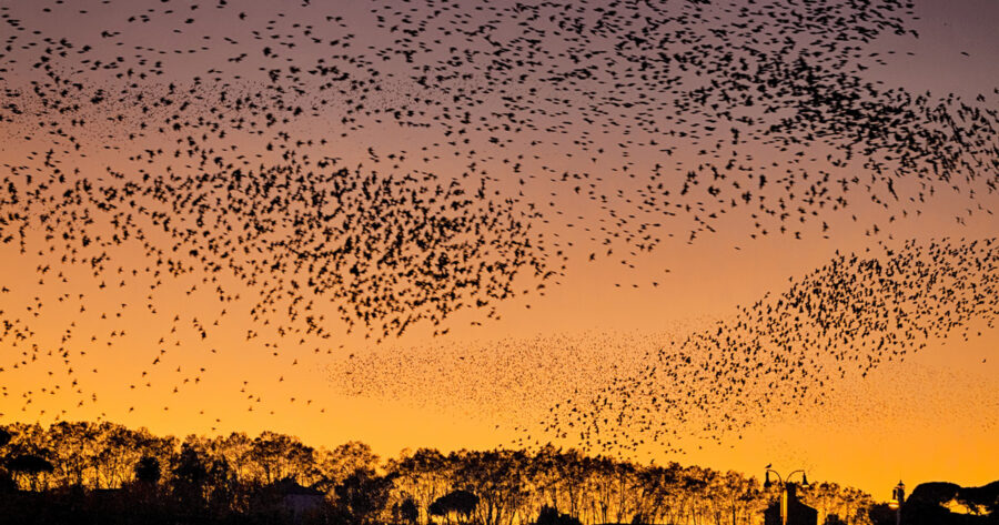 Fireworks Blamed for Killing Hundreds of Birds in Rome