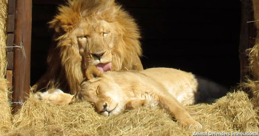 Love Story of 2 Lions Who Survived the Circus