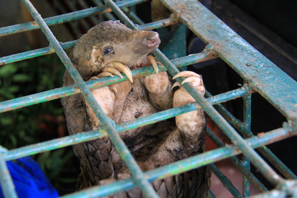 Banning wildlife in traditional medicines is the only way to save the pangolin, says World Animal Protection. Photos supplied.