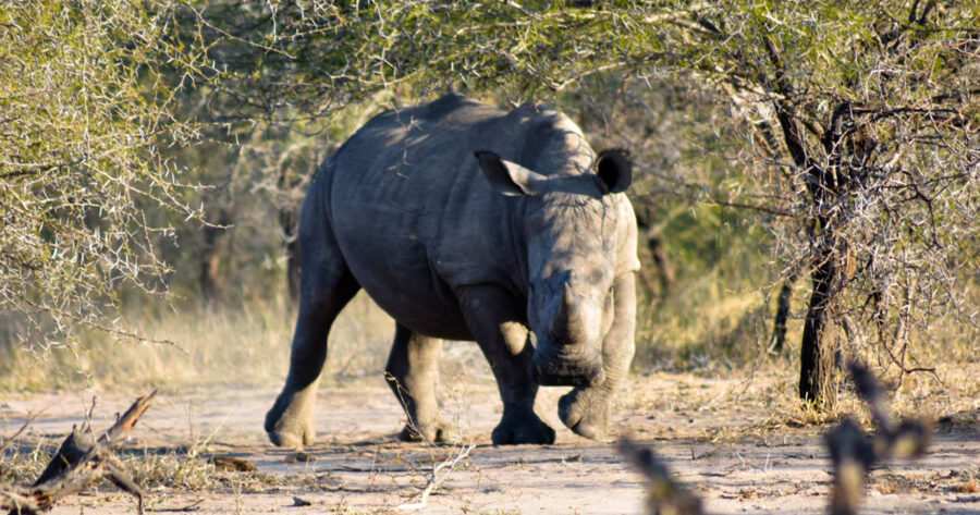 2020 Rhino Stats - South Africa's Dwindling Rhino Numbers Raise Huge Concerns For Its Future