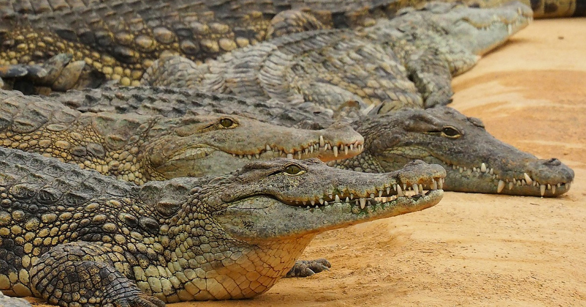 Crocodiles-escape-South-Africa Breede River