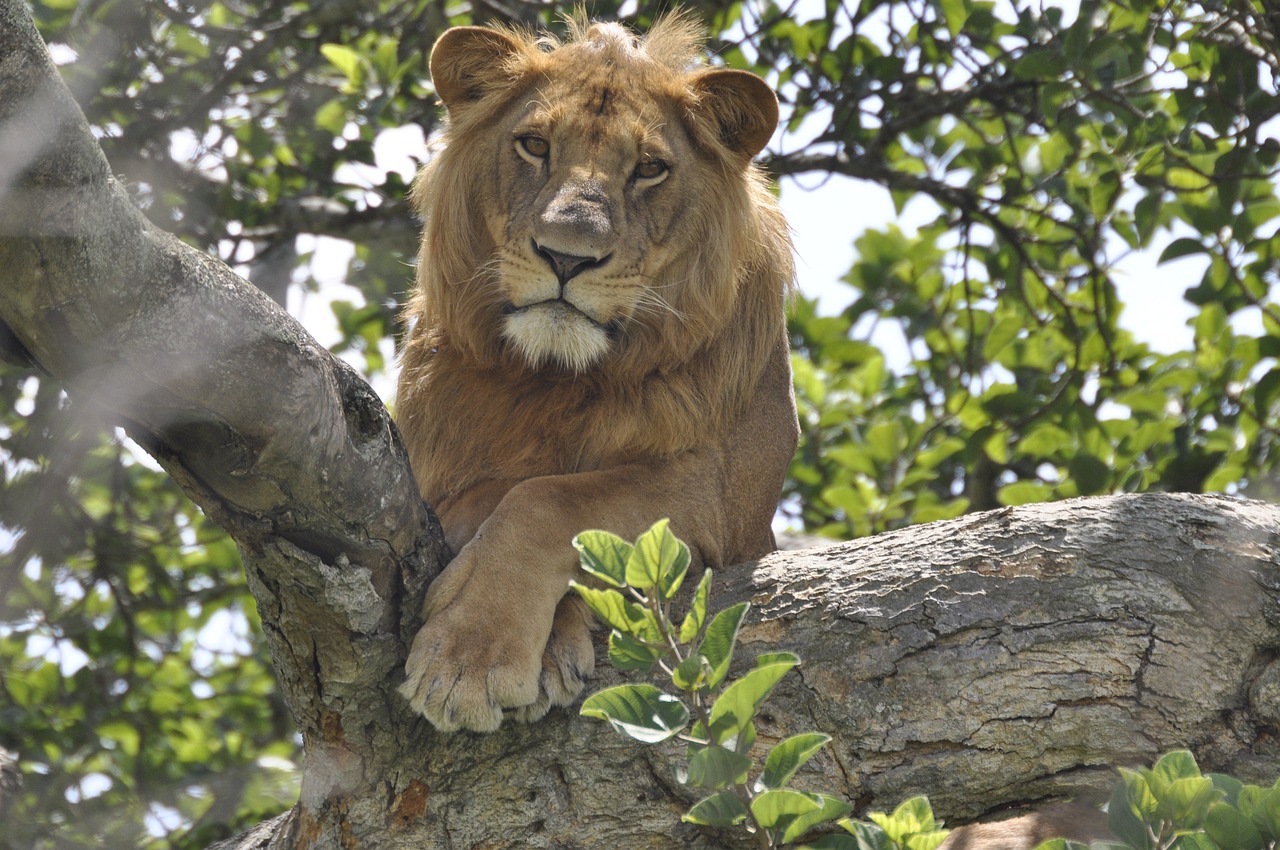 Lions Dead Poisoning Uganda