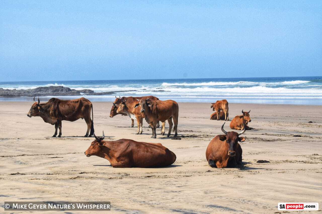 cows on beach Wild Coast South Africa