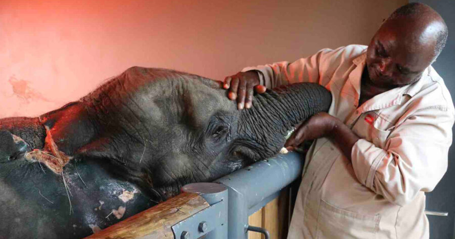 WATCH Heartbreaking Farewell to Baby Elephant Orphan Fenya