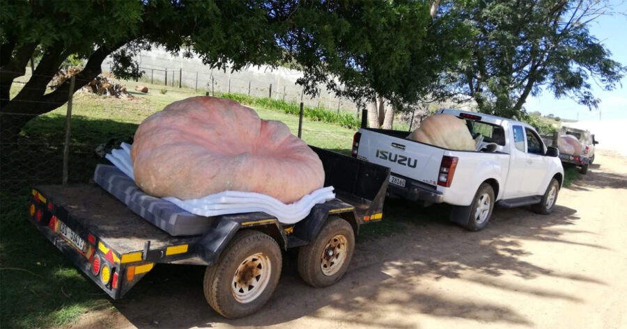 World's biggest pumpkin