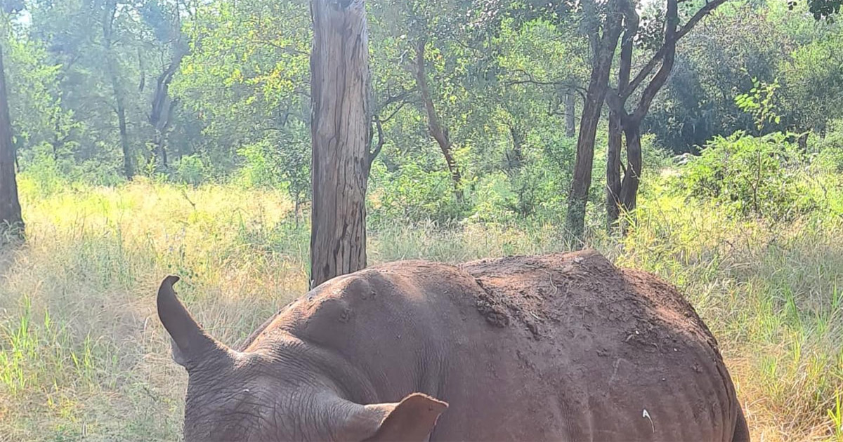 rhino-poaching-south-africa