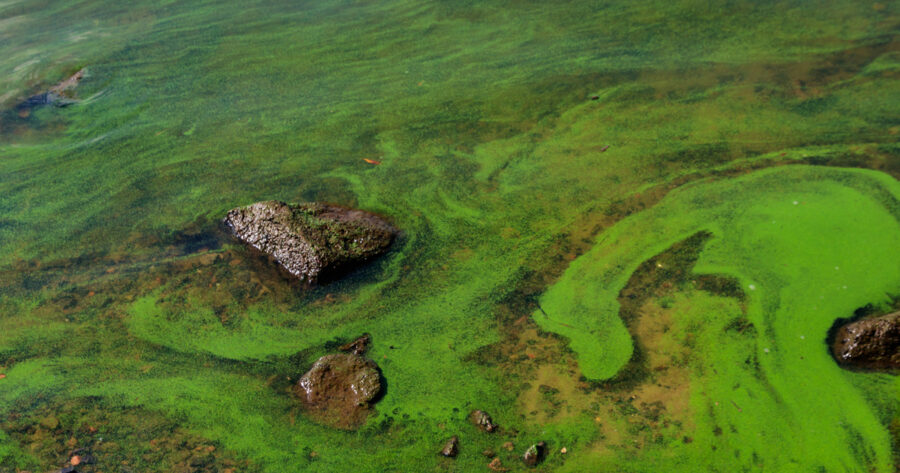 Alert Issued for Harmful Algae Bloom in Lower Olifants River, Impacting Crocodiles