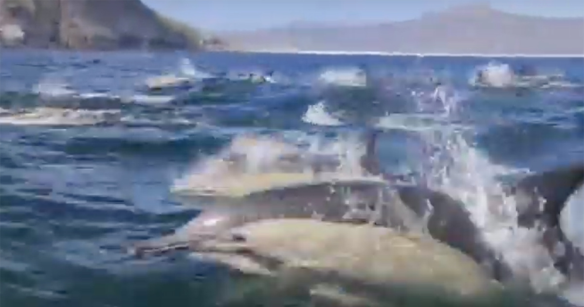 Dolphin Super Pod Splashes Across Hout Bay, South Africa