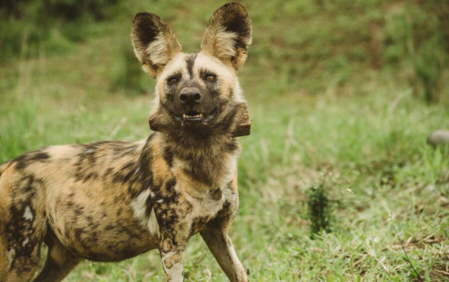 Ezemvelo KZN Wildlife release new pack of Endangered African Painted Dogs