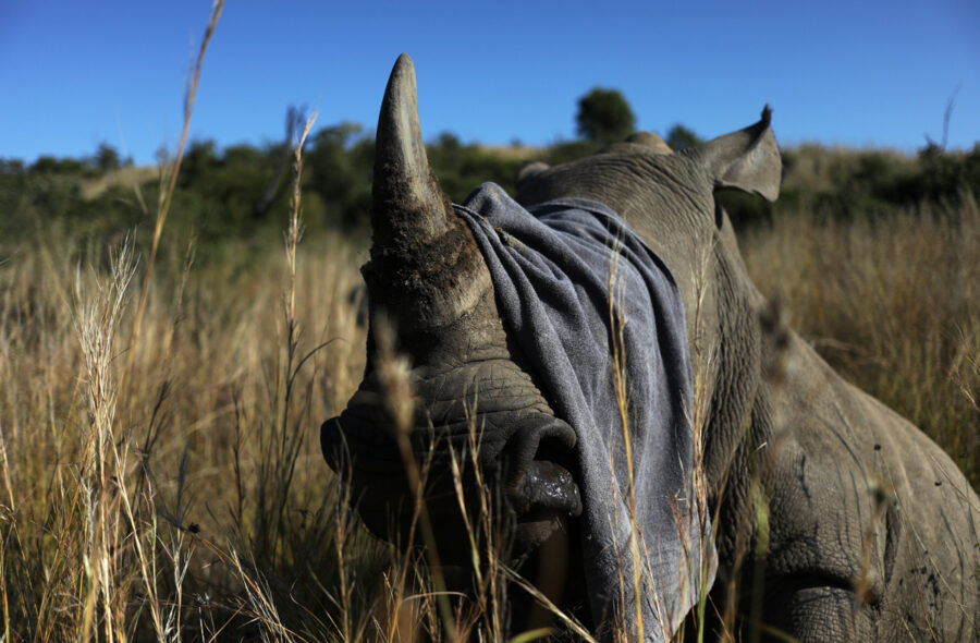 Rhino poachers return South Africa after lockdown