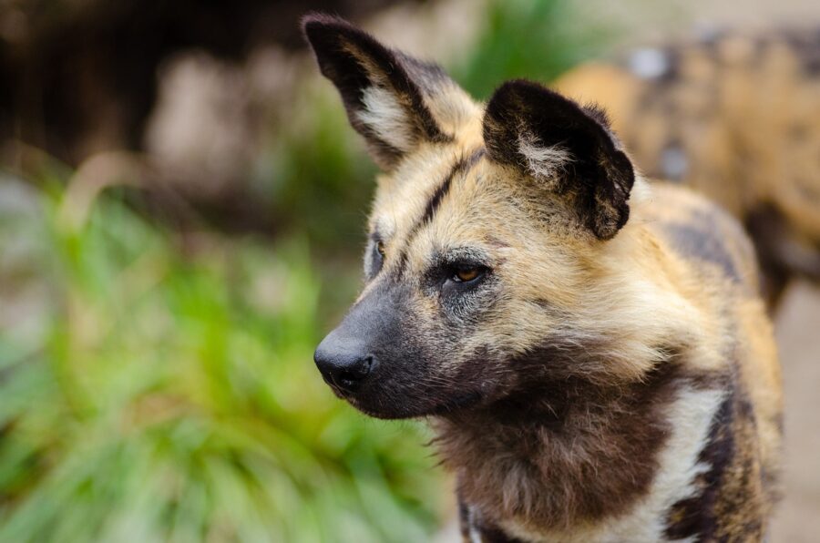 African Wild Dog, the endangered animal is on the increase in the Kruger National Park