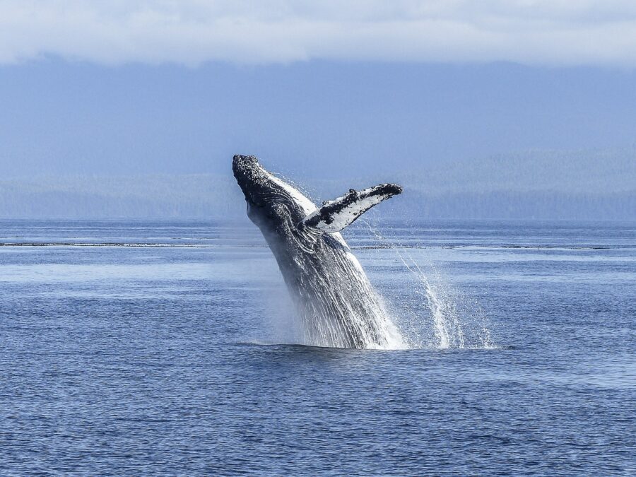 Algoa Bay in South Africa Becomes Prestigious Whale Heritage Site