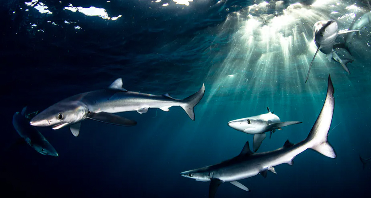 Blue sharks, which are prized for their fins, swimming off Cape Point in South Africa. Morne Hardenberg