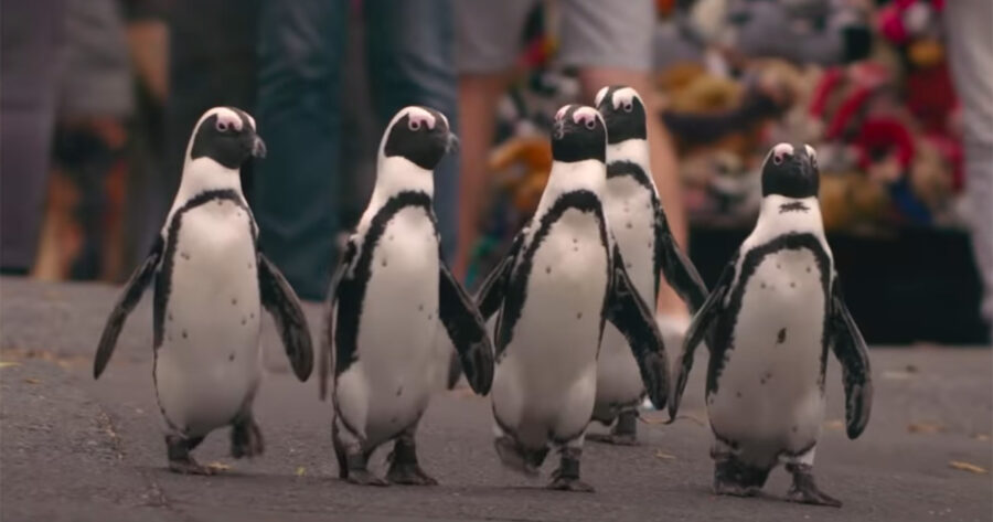 Netflix 'Penguin Town' Simons Town South Africa