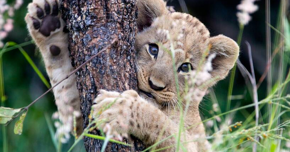 Youth-Day-Lions-Environmental-Minister