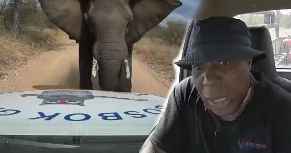 Brave driver Norman Nukeri from Bosbok Gas & Smeermiddels was charged by an elephant on Tuesday.