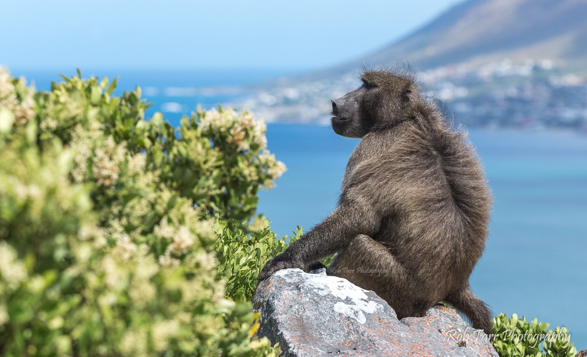 baboon escapes reserve