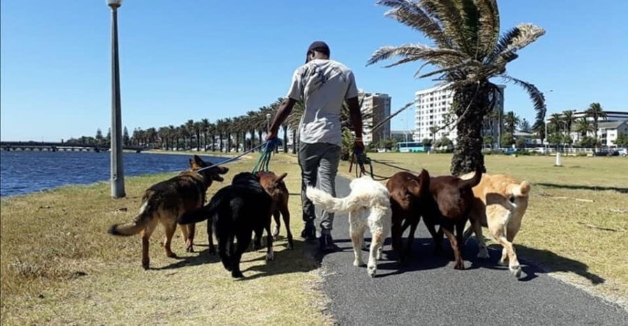 Kevin Ilunga Nkongolo walks dogs in Milnerton. Photos provided by Karen Louise Fletcher