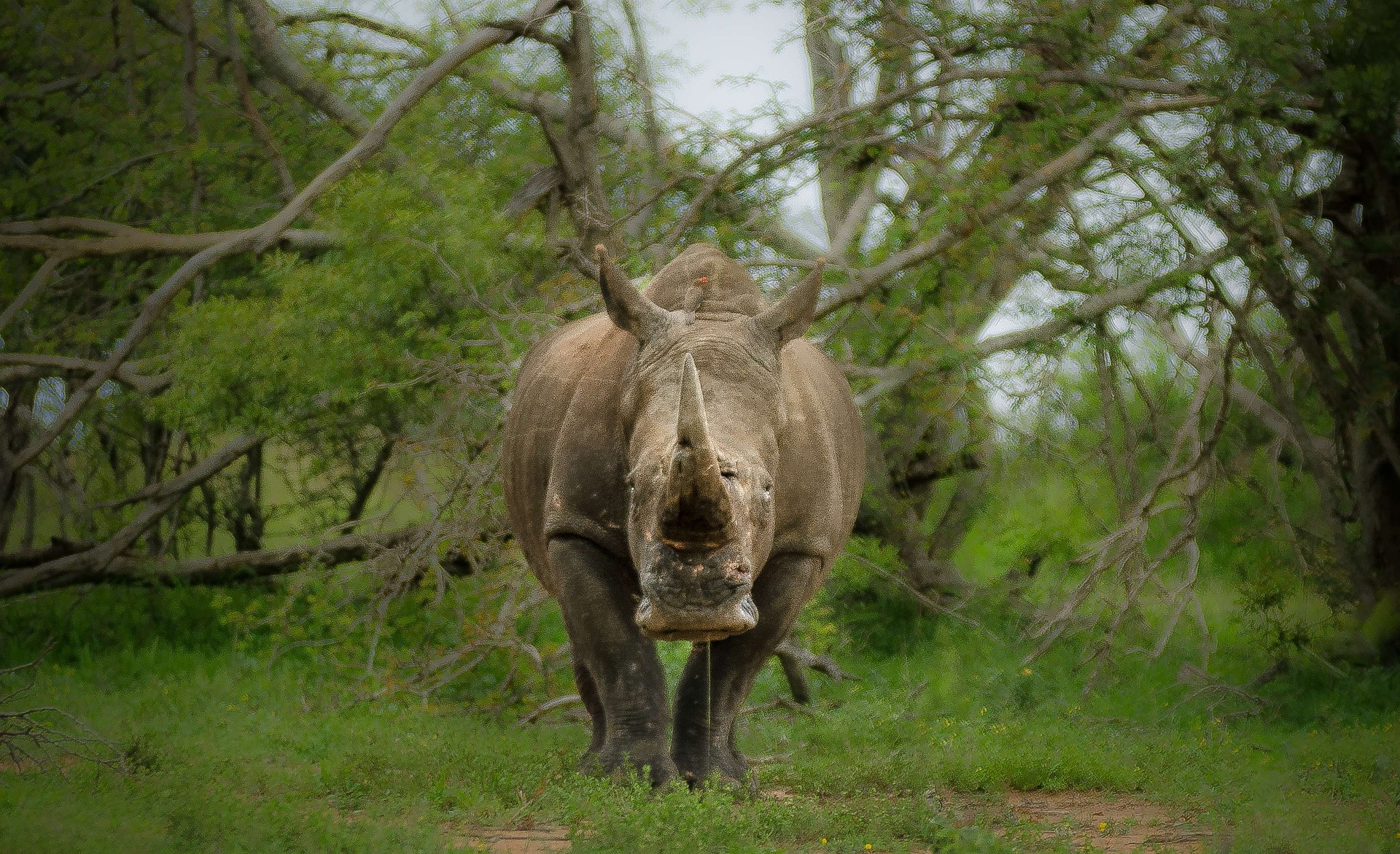 rhino poaching South Africa