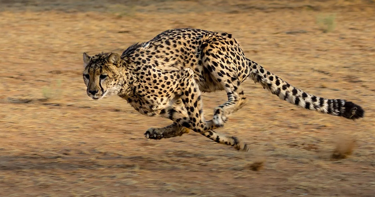 cheetah Kruger Park