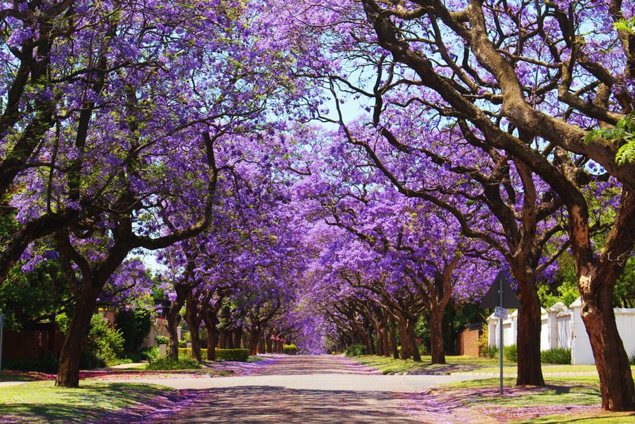 jacaranda season Gauteng