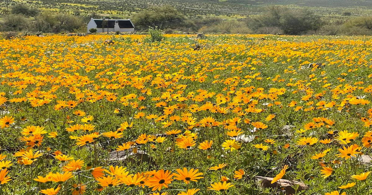Wildflowers are already in bloom in South Africa. Photos: Enjo Nature Farm