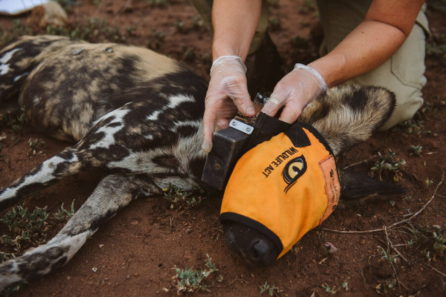 African wild dog relocation South Africa Malawi