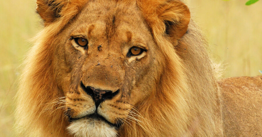 Well-Known Lion Mopane Killed by Hunters in Zimbabwe, Leaving Vulnerable Pride