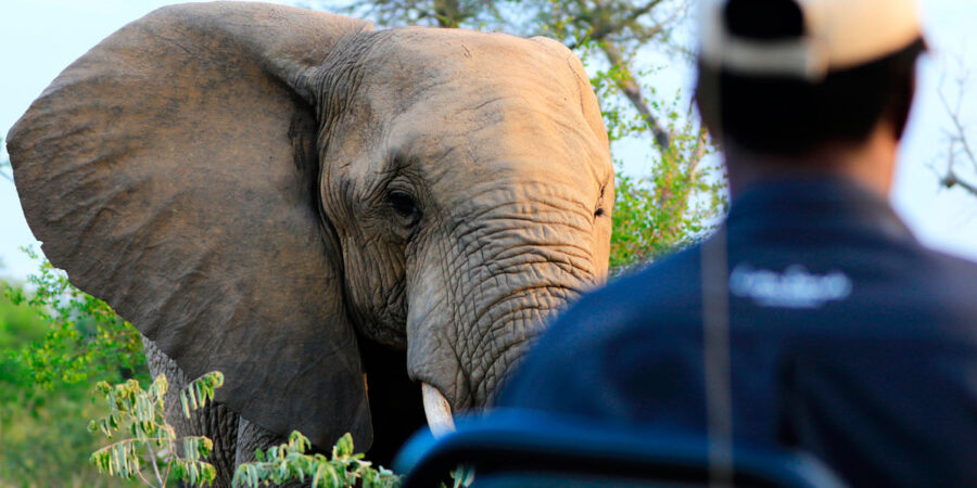 Perfect Time to Go On Safari and Help Rebuild Brighter South African Tourism