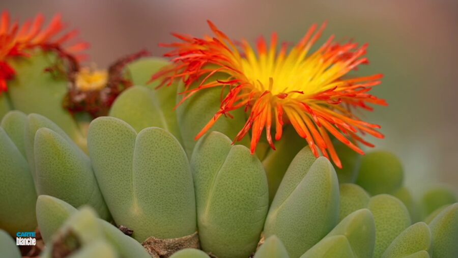 Now SA's Plants are Being Poached, Posing Severe Threat to Succulent Species