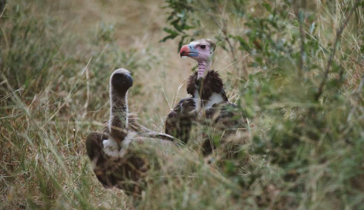 decline in vulture numbers