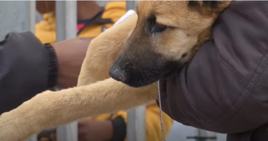 Khayelitsha animal clinic keeps doors open amidst taxi violence