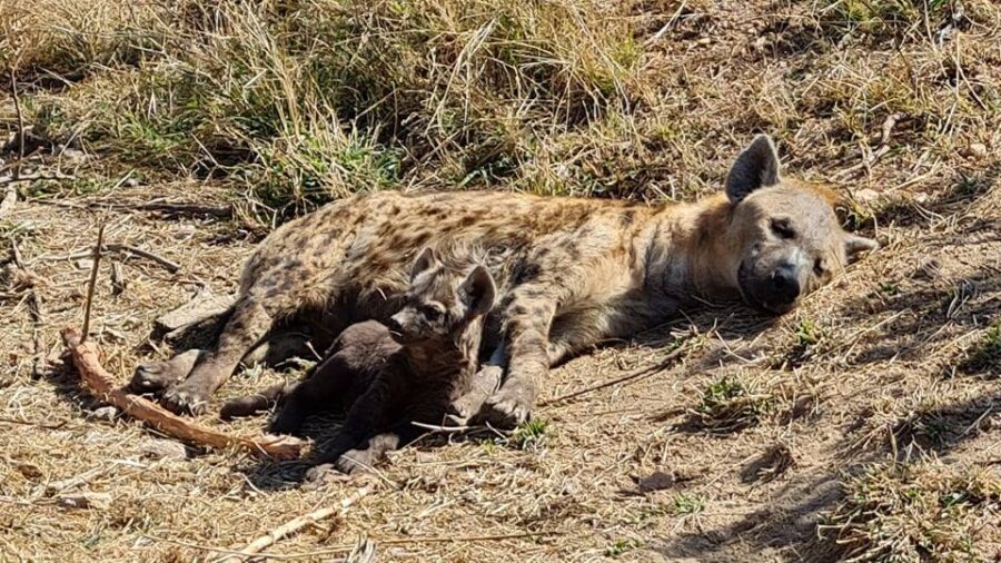 hyena kruger national park bites employee