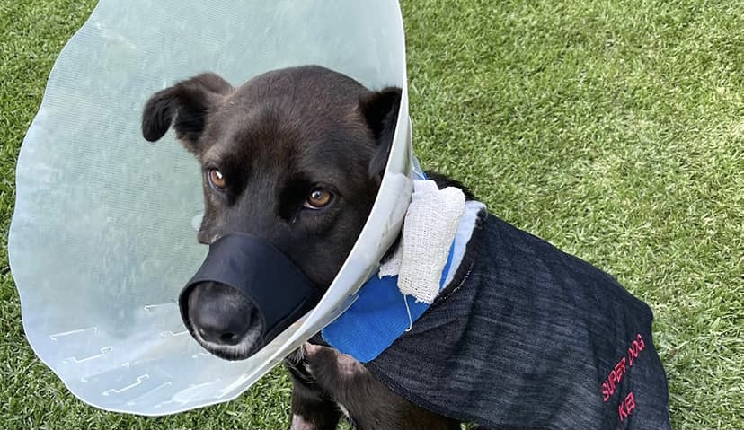 Kei Update: Hero Dog Released from Hospital but Long Road Ahead