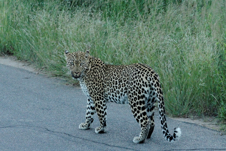 Kruger National Park Leopard