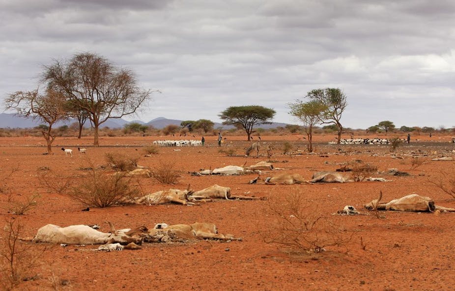 Dead animal carcasses lie outside of the village of Dambas in Kenya during a drought in 2006. Chris Jackson/Getty Images