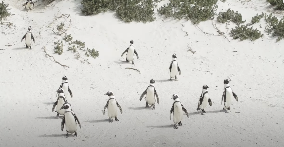 death of penguins carte blanche
