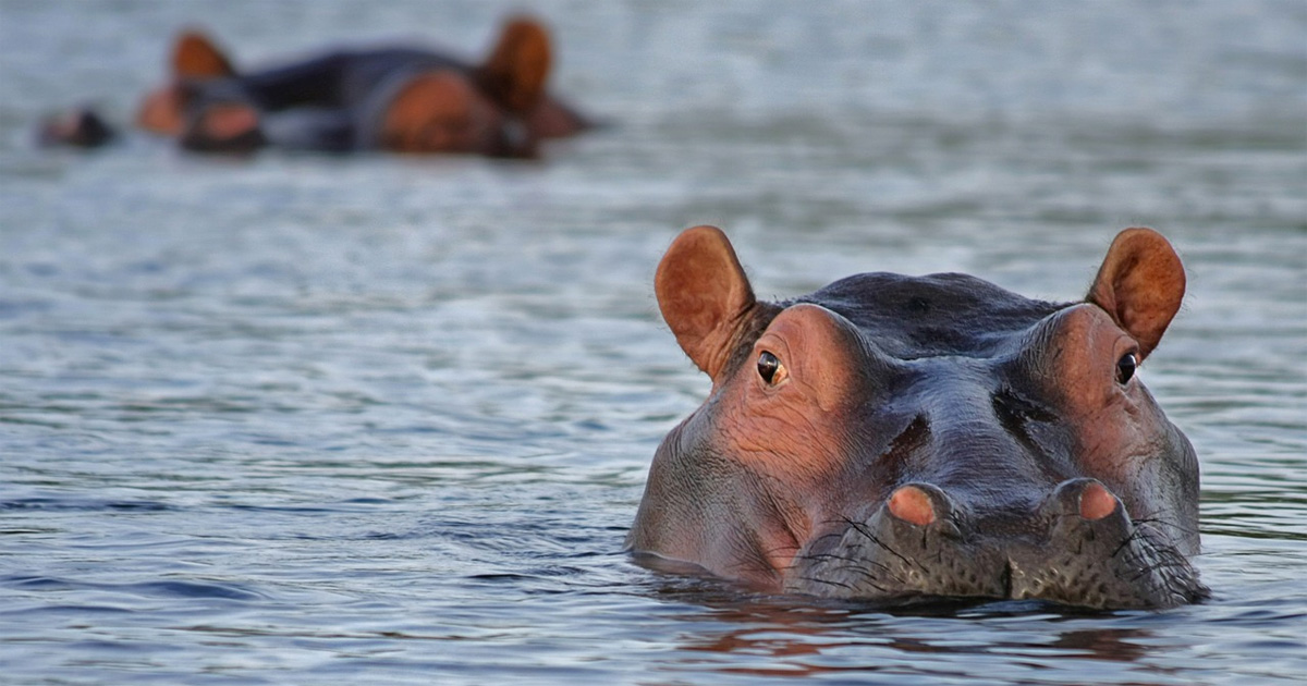 Hippos and Crocodiles Covered in Human Faeces and Toilet Paper Near Richards Bay