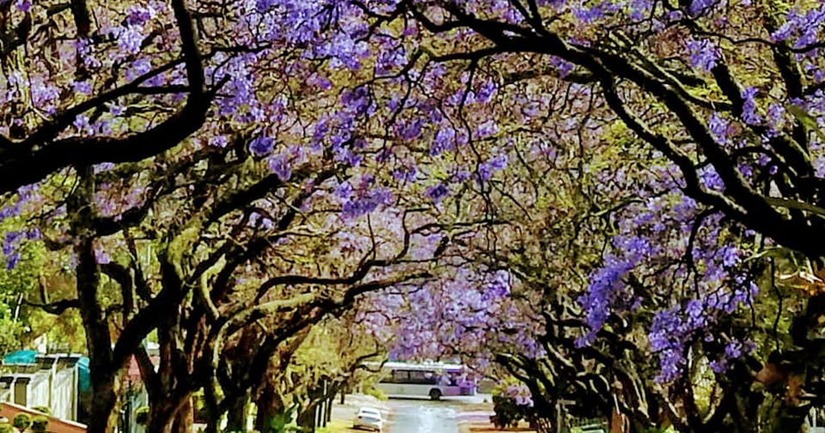 Jacaranda trees Pretoria 2021
