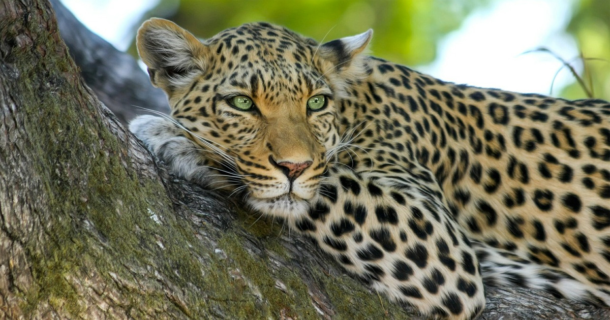 leopard attacks dog