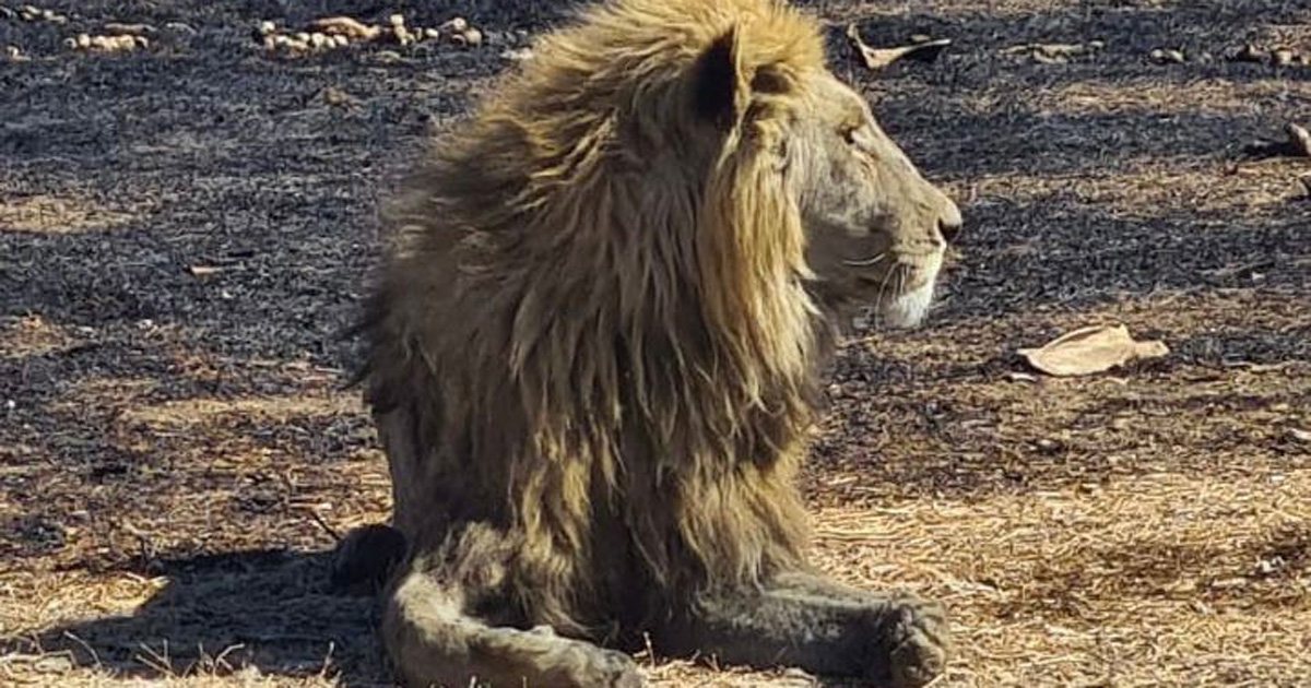 lions Kruger National Park