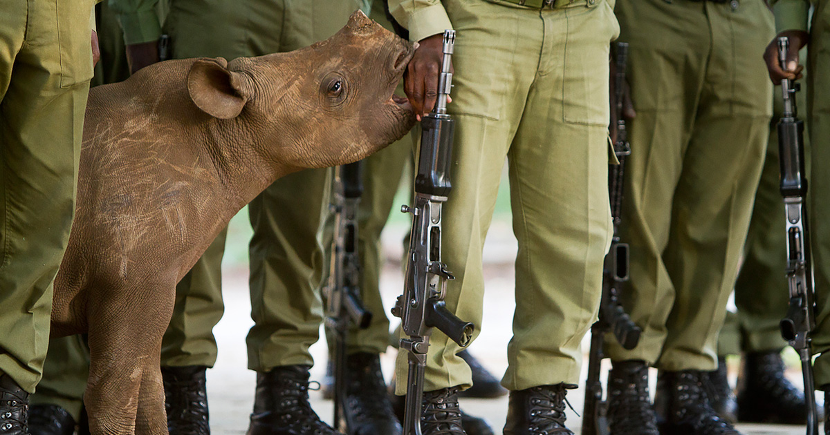 rhino poacher arrests south africa