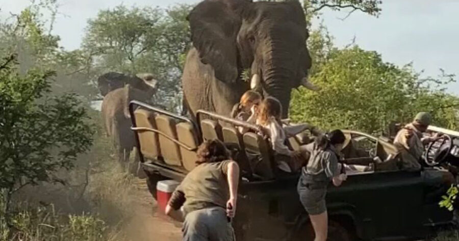 EcoTraining elephant attack south africa