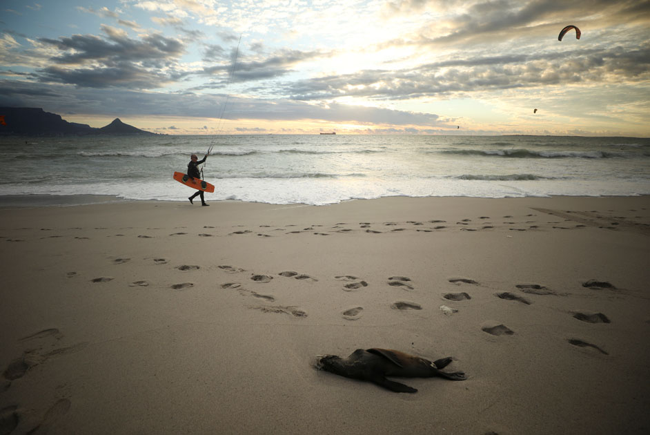 The carcass of a dead seal lies on a beach in Cape Town