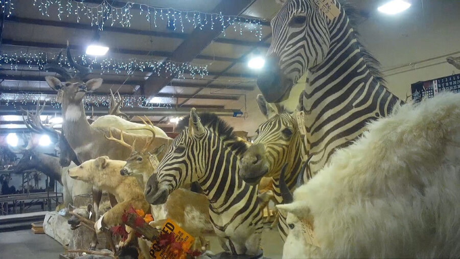 Auction zebra