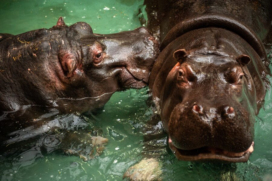 Hippos in Belgium Test Positive for Covid-19