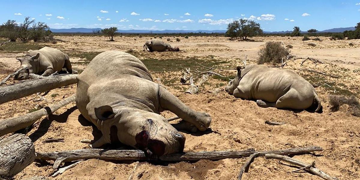 Five men arrested for rhino poaching in Limpopo