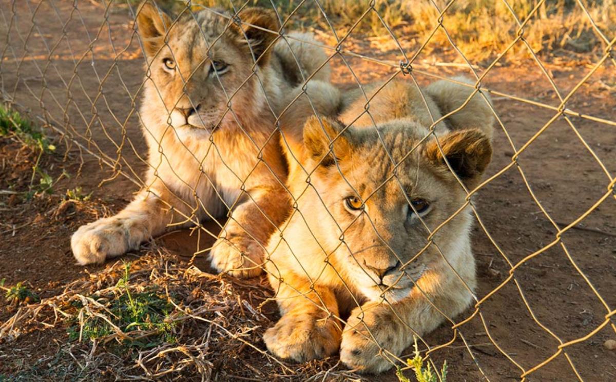 blood lions tourism campaign