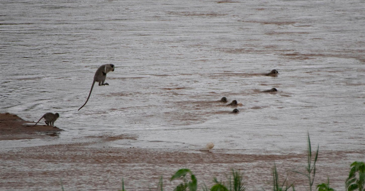 monkeys swim across river south africa